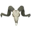 Corsican Ram Skull And Horns Plaque