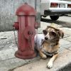 Medium Metal Replica Fire Hydrant