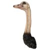 Ostrich Trophy Bird Wall Sculpture