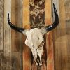 Long Horn Steer Wall Trophy