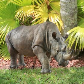 South African Rhino