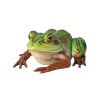 Pine Barrens Giant Tree Frog