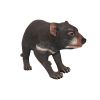 Tasmanian Devil Statue