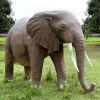 Enormous African Elephant