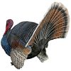 Wild Tom Turkey Statue