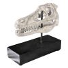 Velociraptor Skull Fossil Statue