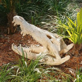 Crocodile Skull