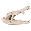 Crocodile Skull