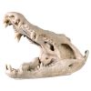 Crocodile Skull