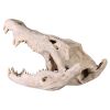 Crocodile Skull