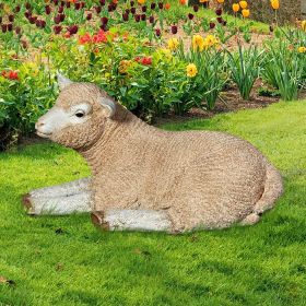 Merino Lamb Resting