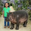 Bobo The Baby Hippo Statue