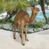 Life Size Camel Statue