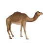 Life Size Camel Statue