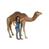 Life Size Camel Statue