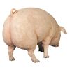 Divine Swine Life Size Farm Pig Statue