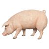 Divine Swine Life Size Farm Pig Statue