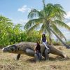 Giant Megalania Monitor Lizard