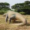 Giant Megalania Monitor Lizard