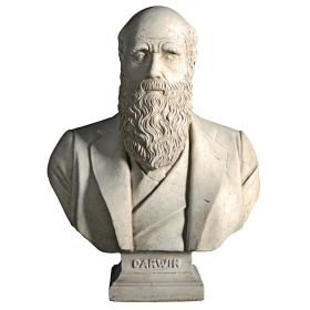 Darwin Bust