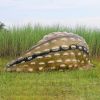 Snoozing Giant Ankylosaurus Dino Statue   Frt-Nr