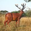 Grand Scale Red Deer Buck Statue