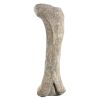 Apatosaurus Femur Fossil Statue