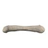 Apatosaurus Femur Fossil Statue