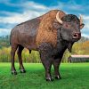 American Bison