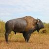 American Bison