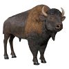 American Bison