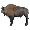 American Bison