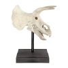 Triceratops Dinosaur Skull On Mount