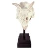 Triceratops Dinosaur Skull On Mount