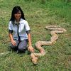 Giant Burmese Python Statue