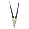 Gemsbok Wall Trophy