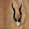 Kudu Wall Trophy