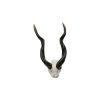 Kudu Wall Trophy