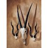 Set Of 2 Kudu & 1 Gemsbok Trophies