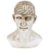 Phrenology Science Of The Brain Statue