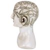 Phrenology Science Of The Brain Statue