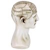 Phrenology Science Of The Brain Statue