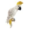 Sulphur Crested Cockatoo