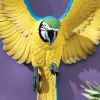 Phineas The Flapping Macaw Plaque