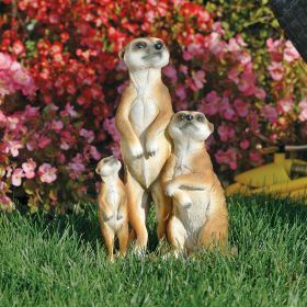 Meerkat Family