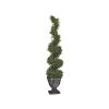 48In Spiral Boxwood Topiary